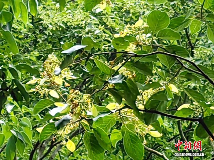 湖北十堰发现国家二级重点保护野生植物香果树