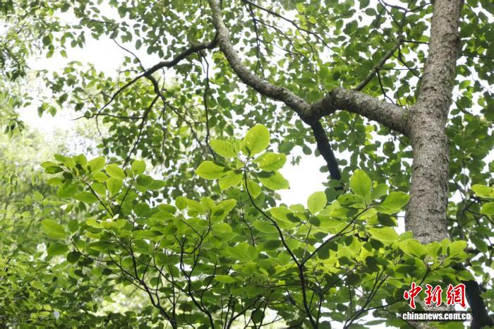 湖北十堰发现国家二级重点保护野生植物香果树