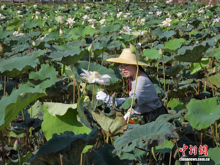 港澳大学生逐浪海南自贸港：古村烹乡味 椰林话琼韵