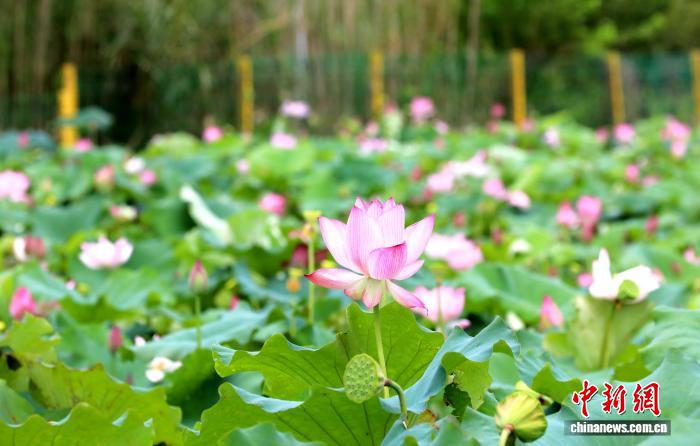 江西彭泽荷花绽放莲蓬丰收 美丽经济助力乡村振兴