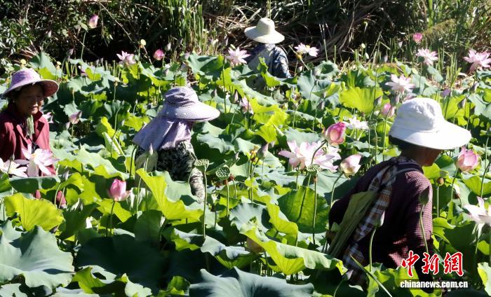 江西彭泽荷花绽放莲蓬丰收 美丽经济助力乡村振兴
