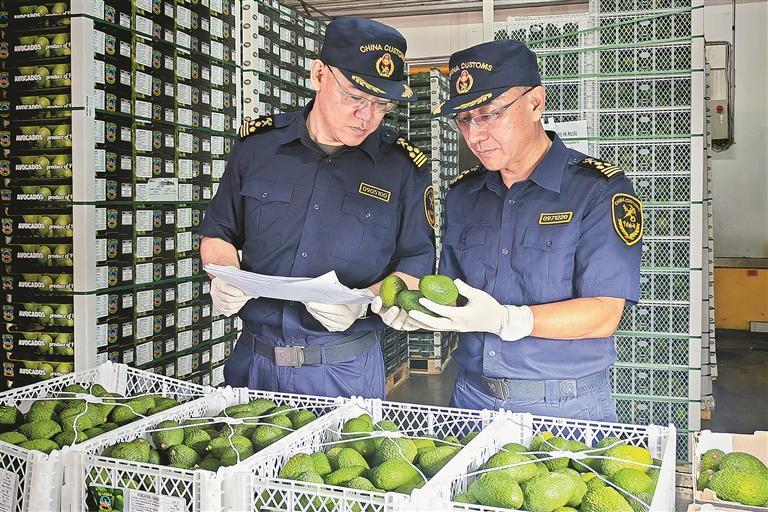 东北地区首批进口牛油果抵达大连港集装箱码头