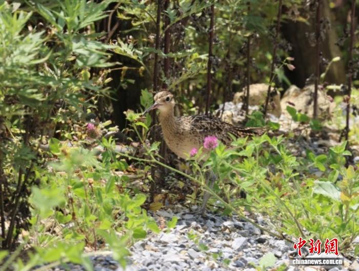 湖北神农架首次发现珍禽小杓鹬