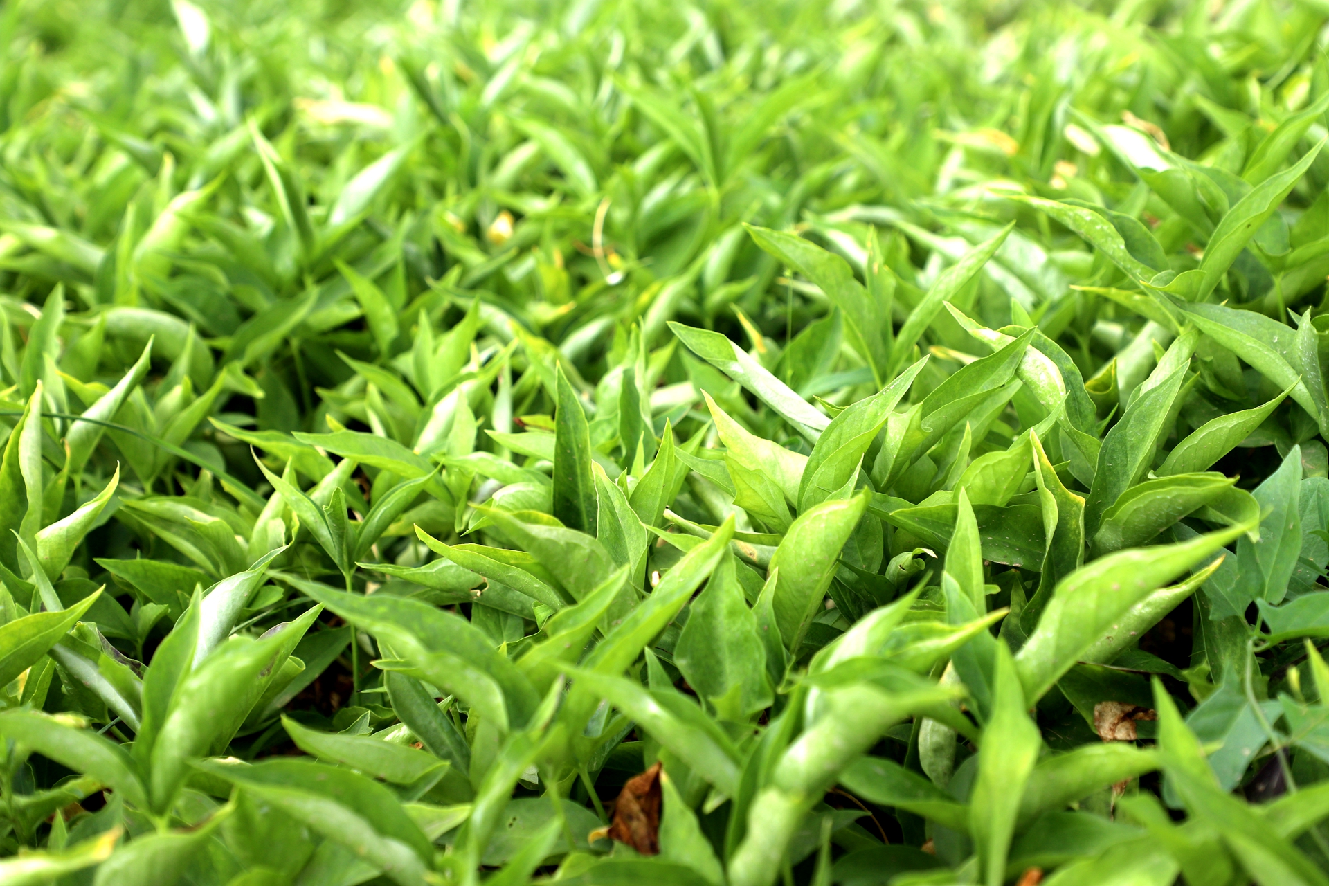 天水清水：半夏种植孕育增收新希望