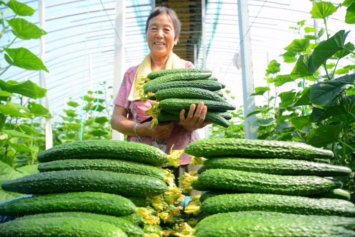 【走在前 挑大梁·产业链上的山东好品牌】“跨村联建”跨出国家级农业产业强镇跨出“乡村共富”之路 ——乡村振兴的“淄角实践”