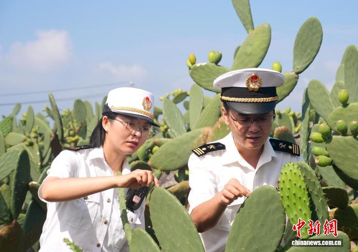 全国首票可食仙人掌叶片从云南出口越南