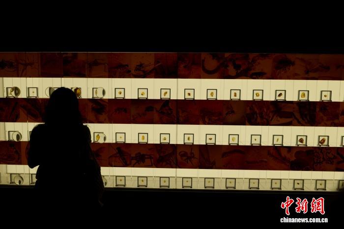 河南郑州：波兰琥珀文化艺术展吸引游人