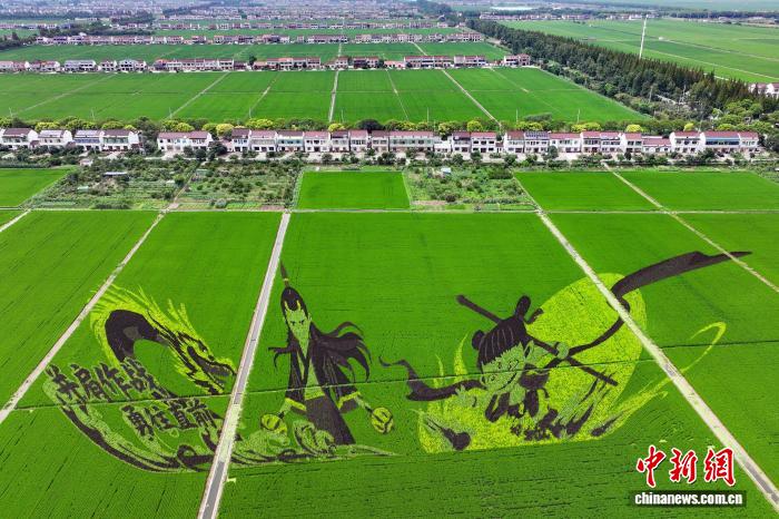 稻田画“跃然”苏州张家港郊外田间 “绘就”乡村好风景