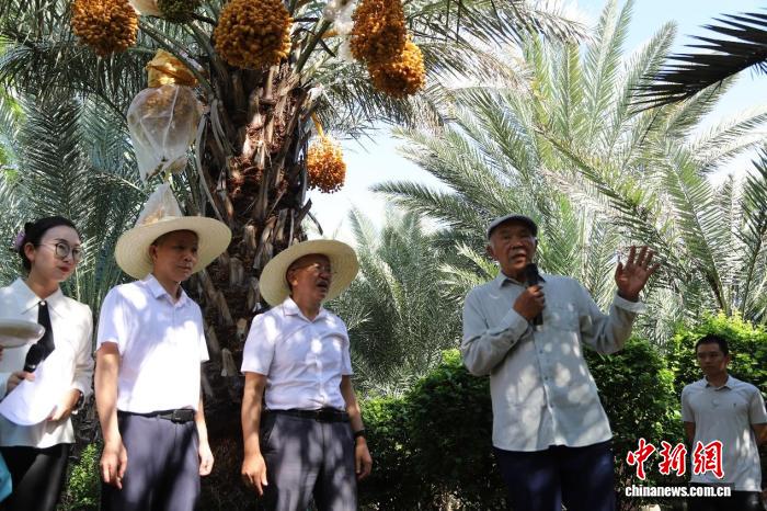 “中阿友谊果”椰枣在云南元江成熟