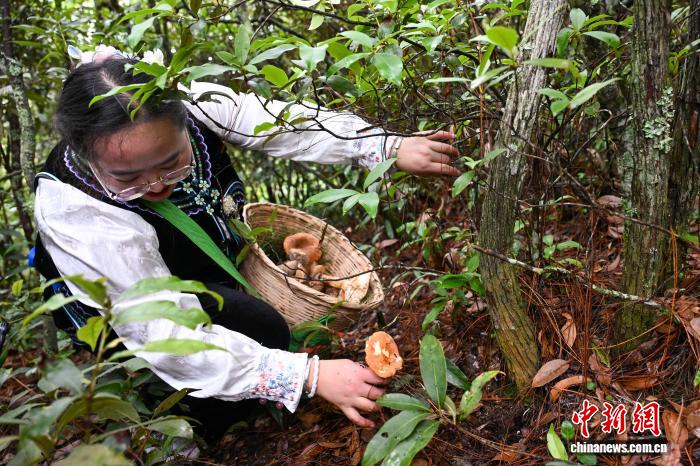 云南南华开山采菌迎丰收