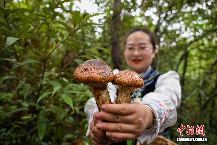 云南南华开山采菌迎丰收