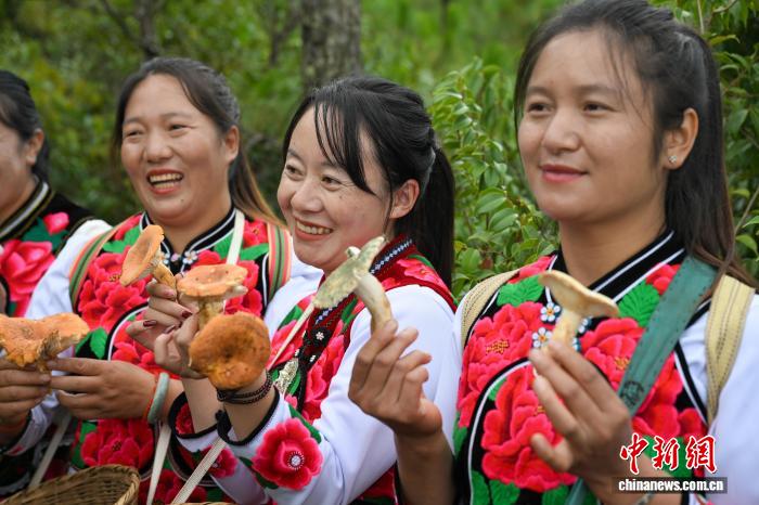云南南华开山采菌迎丰收