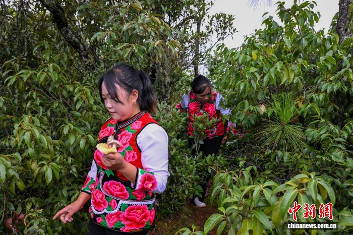 云南南华开山采菌迎丰收