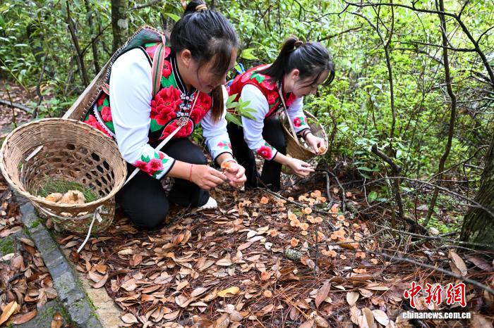 云南南华开山采菌迎丰收