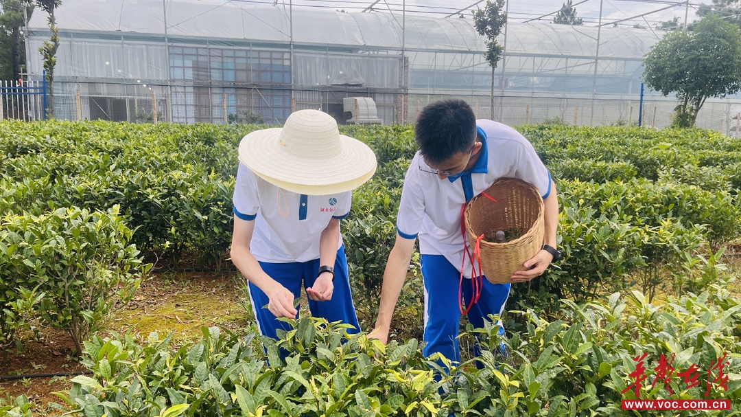 科教观察丨以世界为教材，不以教材为世界——湖南多所高中组织学生开展暑期调查的启示