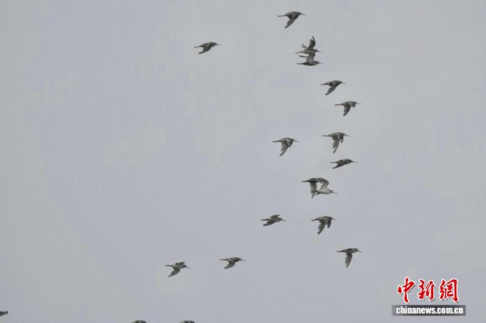 江西鄱阳湖南矶湿地迎来首批鸻鹬类南迁候鸟