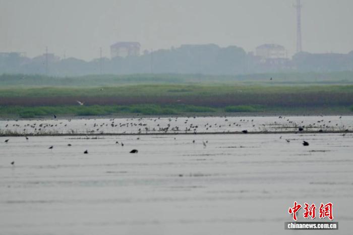 江西鄱阳湖南矶湿地迎来首批鸻鹬类南迁候鸟