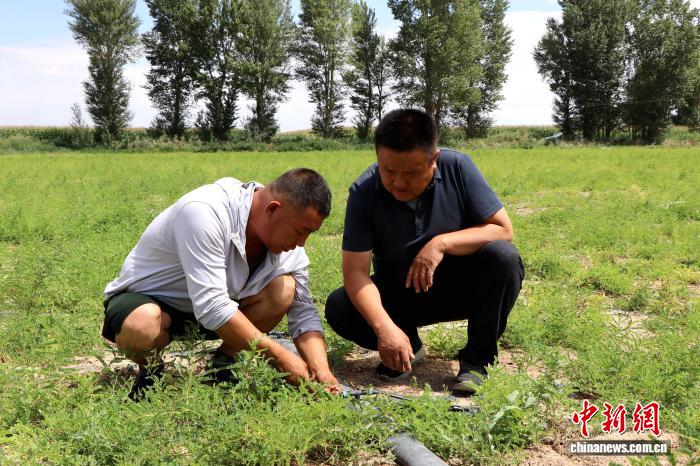 甘肃民勤：科技力量唤醒盐碱地 昔日荒滩成粮仓