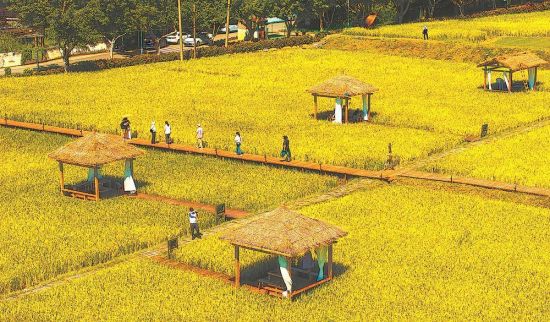 风吹稻浪 咖啡飘香福建