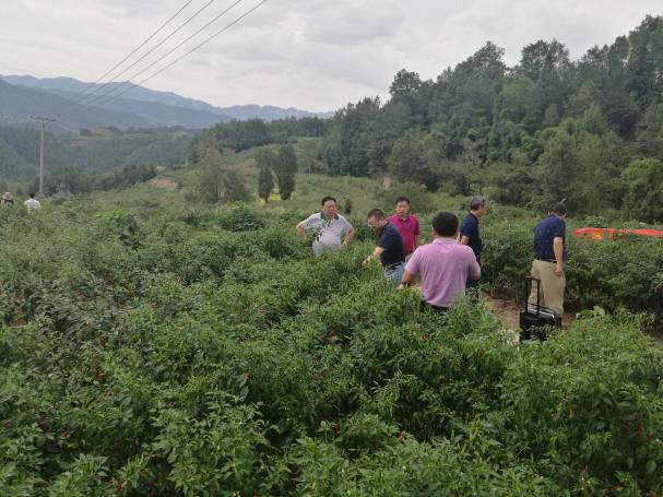 重庆293支科技特派员团扎根基层 助力中小微企业高质量发展