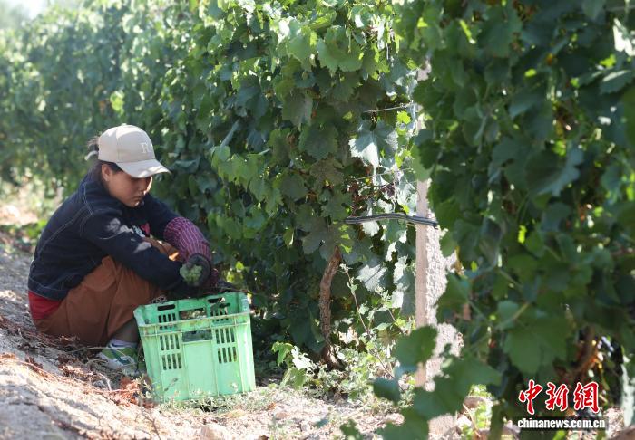 宁夏银川：酿酒白葡萄迎来采摘季