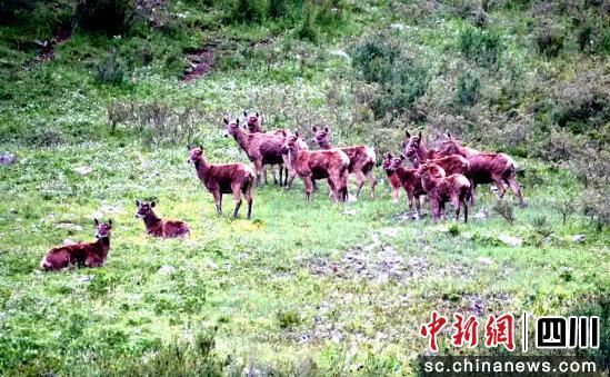 白玉县：守护生物多样性 筑牢江河上游生态屏障