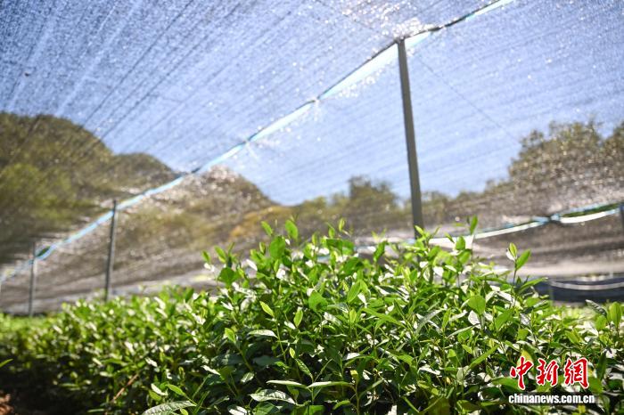 杭州持续高温天 西湖龙井茶披上“防晒衣”