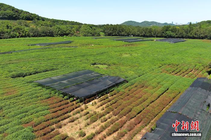 杭州持续高温天 西湖龙井茶披上“防晒衣”