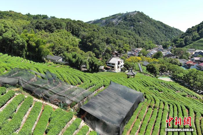杭州持续高温天 西湖龙井茶披上“防晒衣”