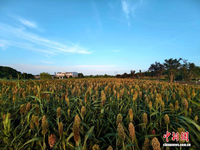 绿道旁的高粱红了 成都秋日悄然涂上“丰收的颜色”