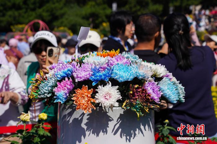 黑龙江哈尔滨：7万盆菊花打造秋日盛宴