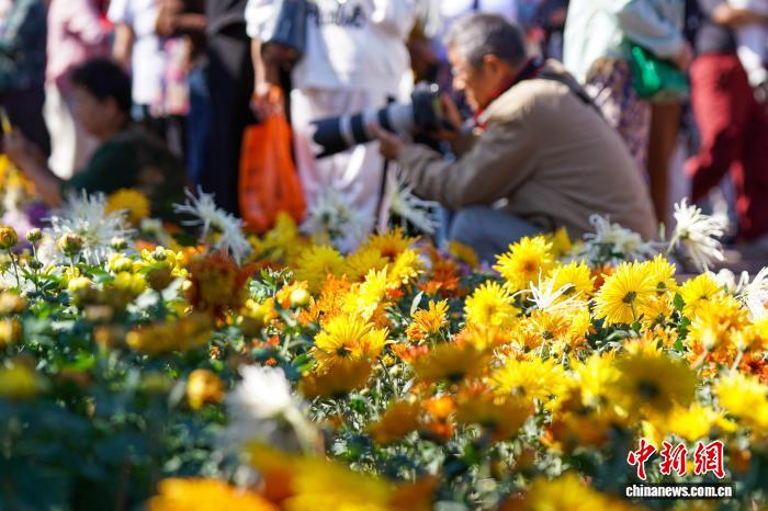 黑龙江哈尔滨：7万盆菊花打造秋日盛宴
