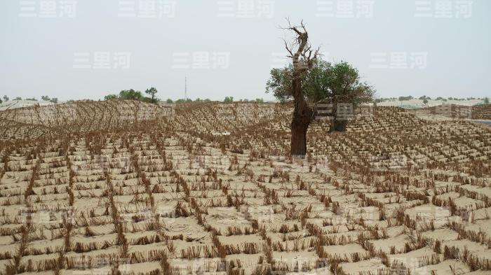 “绿进沙退”历史性转变 新疆筑牢生态安全屏障