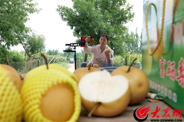 山东惠民：金秋果园绘就丰收图