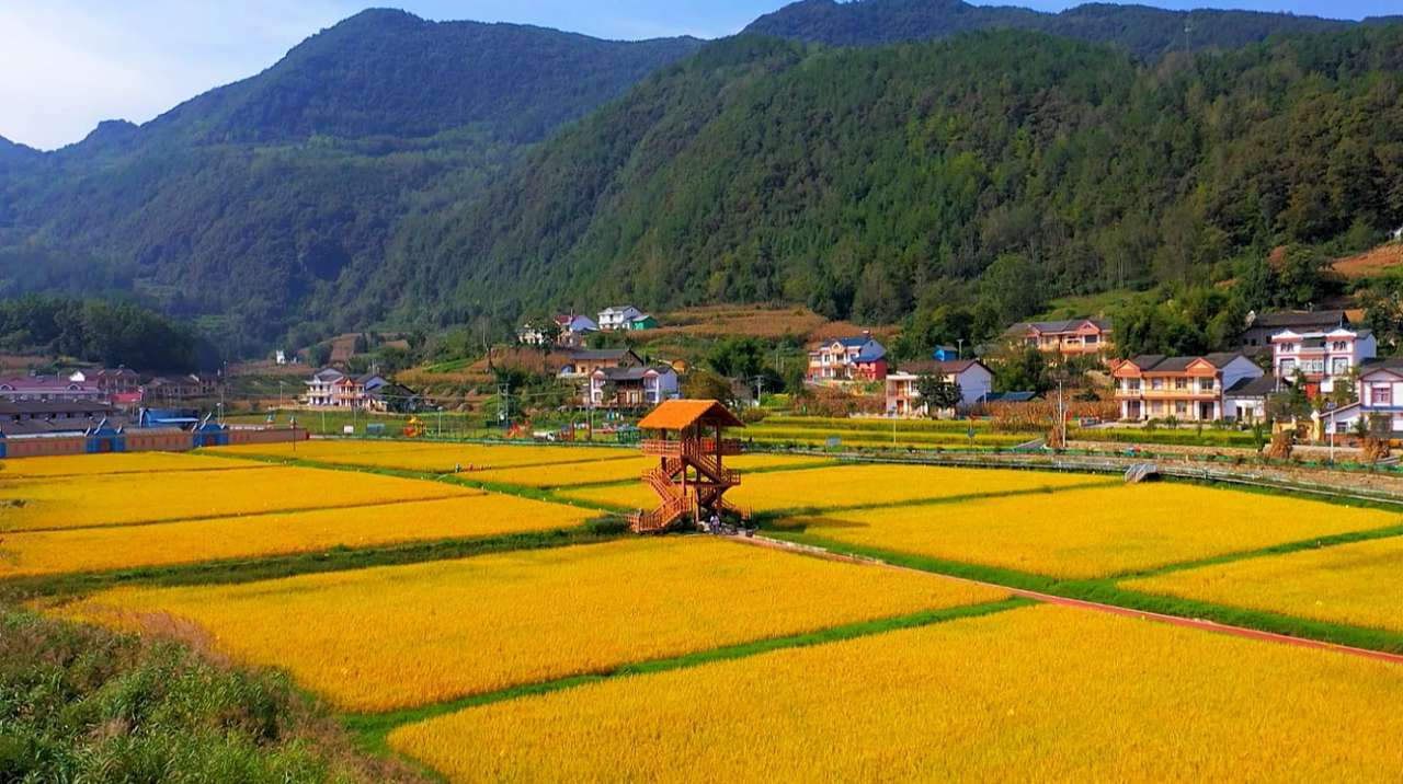 湖北兴山：金秋高山稻浪涌 黄粮香稻喜丰收