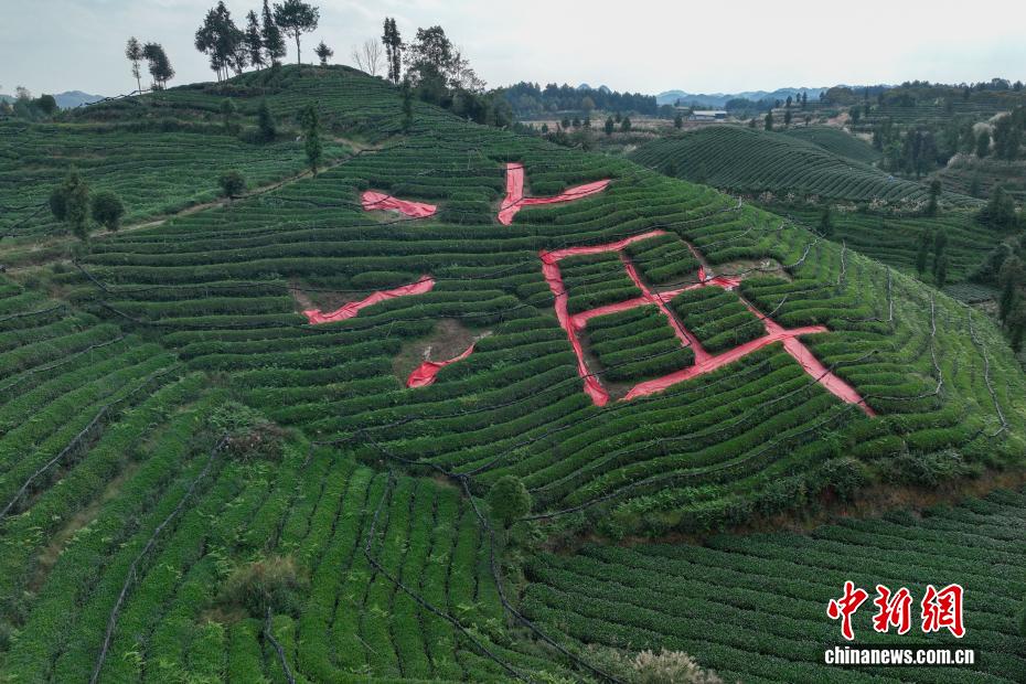 航拍贵州凤冈“茶海”秋色