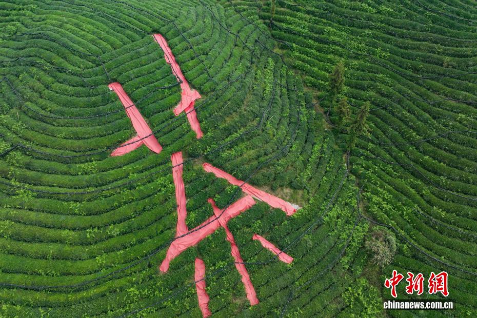 航拍贵州凤冈“茶海”秋色