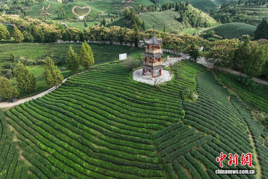 航拍贵州凤冈“茶海”秋色