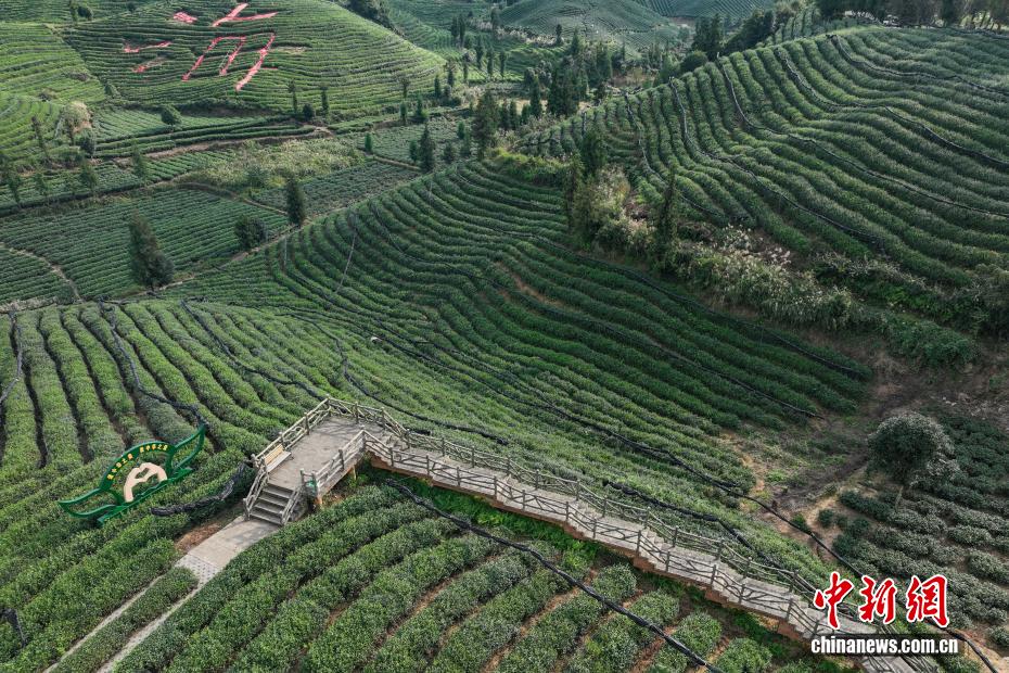 航拍贵州凤冈“茶海”秋色