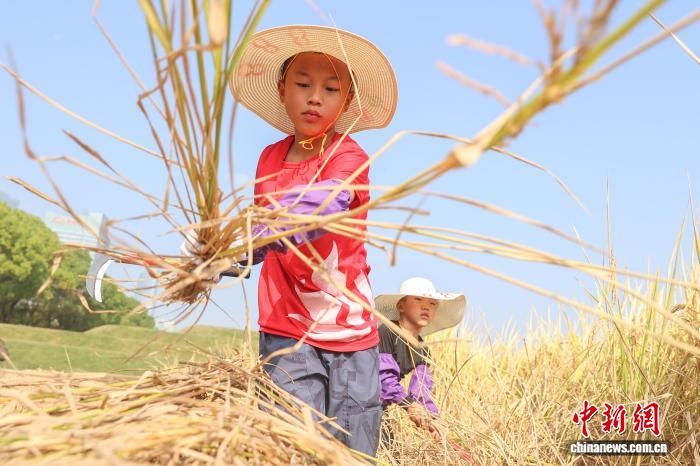 江西南昌：青少年走进农田 体验秋收乐趣