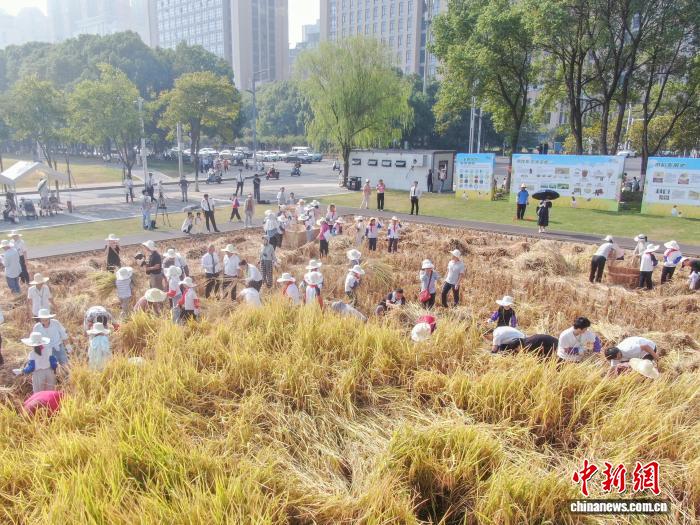 江西南昌：青少年走进农田 体验秋收乐趣
