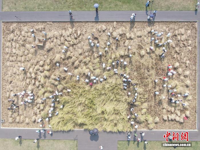 江西南昌：青少年走进农田 体验秋收乐趣