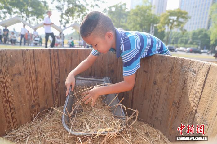 江西南昌：青少年走进农田 体验秋收乐趣