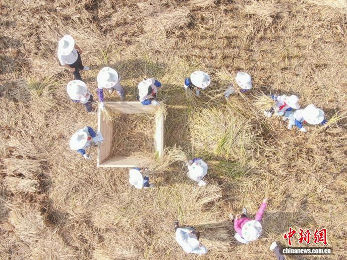江西南昌：青少年走进农田 体验秋收乐趣