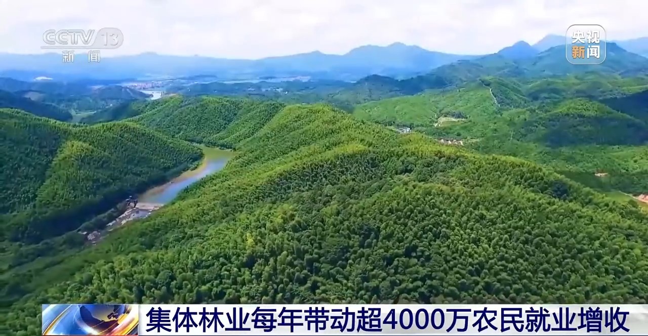 青山成了“金山”！我国林草产业年产值突破10万亿元
