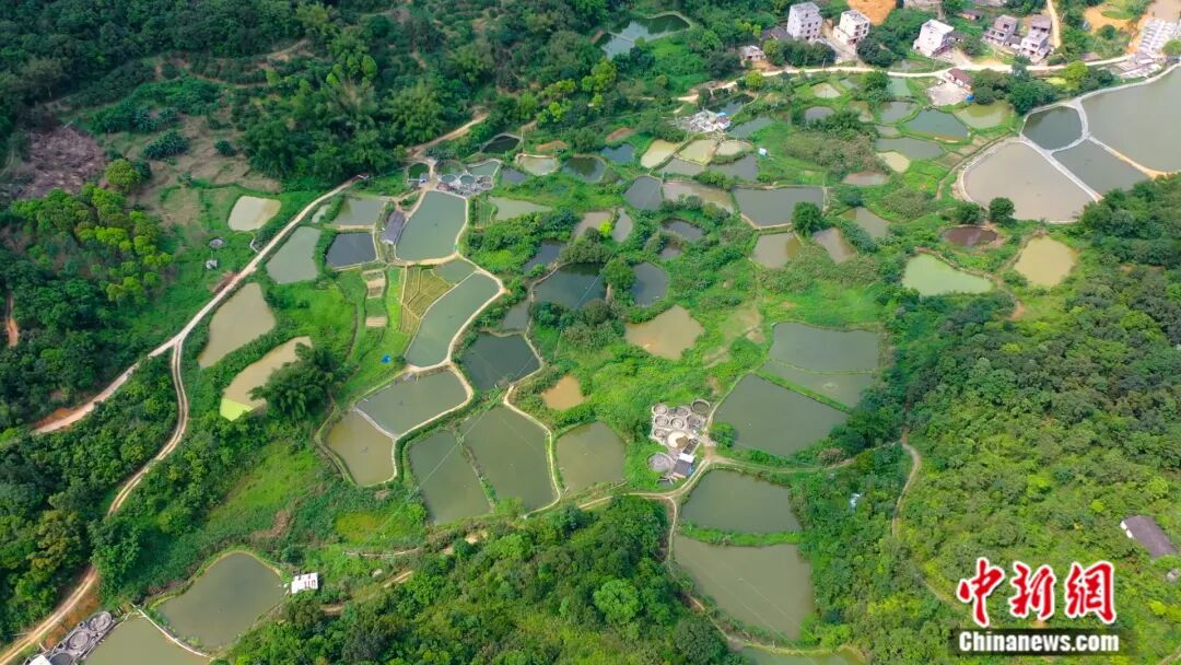全国七成以上的鳜鱼苗，来自阳春这座小城！
