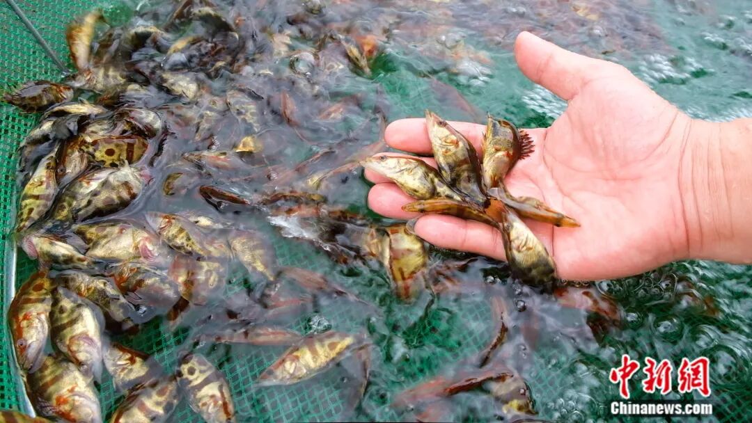 全国七成以上的鳜鱼苗，来自阳春这座小城！