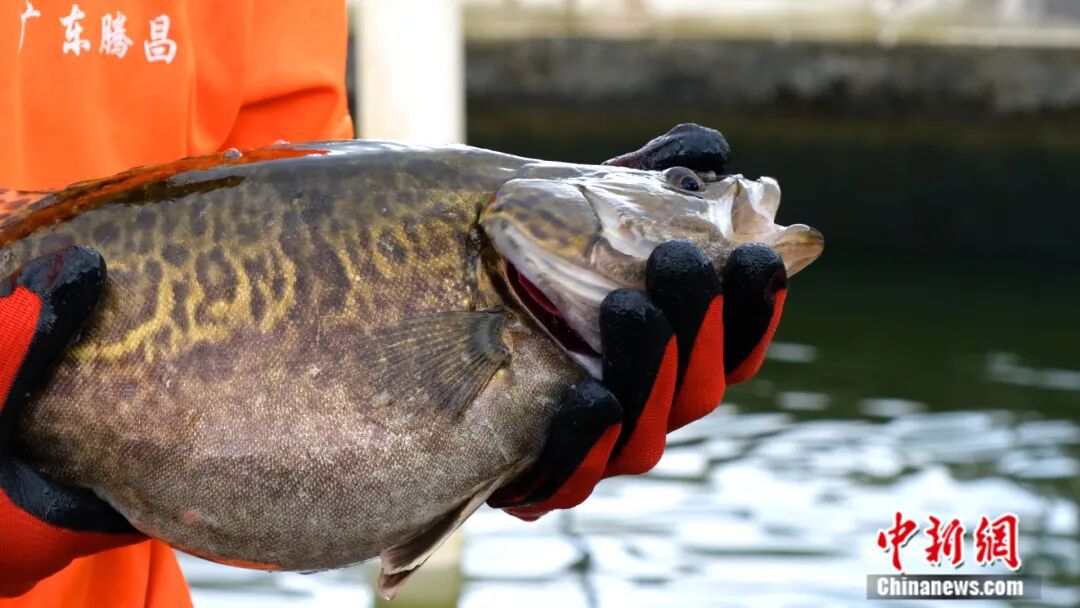 全国七成以上的鳜鱼苗，来自阳春这座小城！