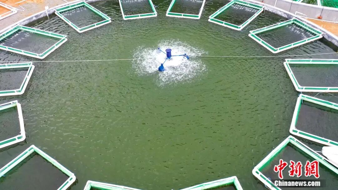 全国七成以上的鳜鱼苗，来自阳春这座小城！