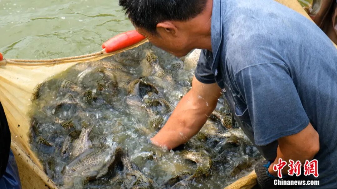 全国七成以上的鳜鱼苗，来自阳春这座小城！